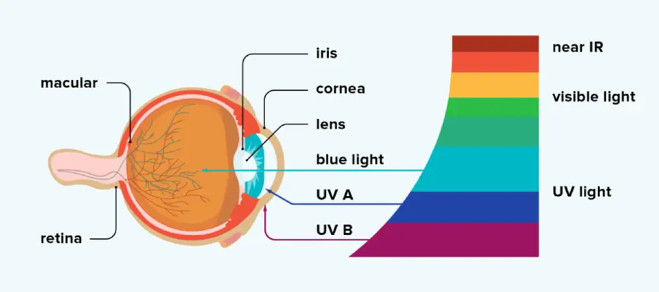 How can blue light affect your eyes?